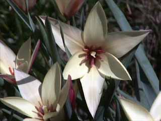 photo: Tulipa clusiana