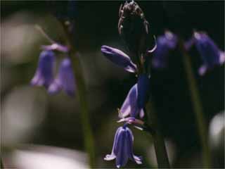 photo: Hyacinthoides hispanica