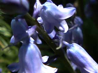 photo: Hyacinthoides hispanica