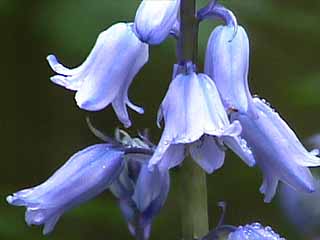 photo: Hyacinthoides hispanica