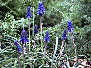 photo: Muscari neglectum