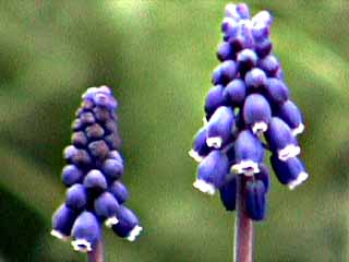 photo: Muscari neglectum