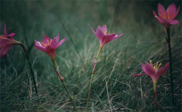 photo: Zephyranthes grandiflora