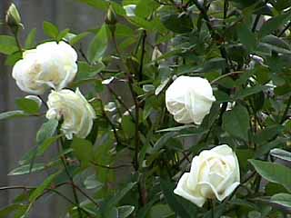photo: rose Ducher