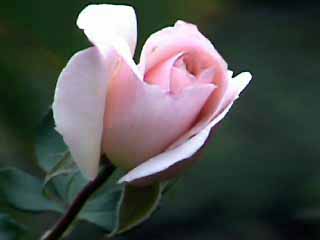 photo: rose French Lace