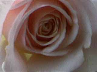 photo: rose French Lace
