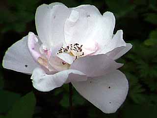 photo: rose Souvenir de St. Anne's
