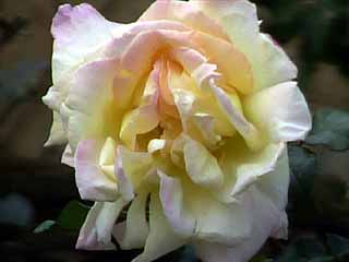 photo: rose Ducher