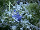 First Bluebonnet