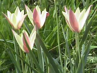photo: Tulipa clusiana