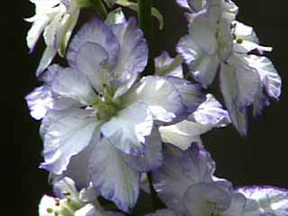photo: double larkspur