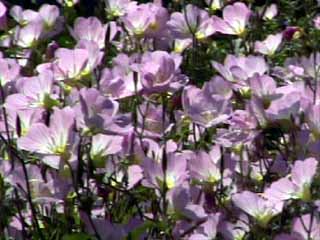 photo: Oenothera speciosa