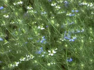 photo: Nigella damascena