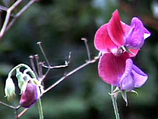 photo: Lathyrus odoratus Cupani