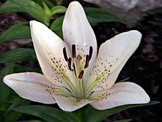 photo: Lilium Spirit