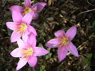 photo: Zephyranthes grandiflora