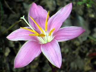 photo: Zephyranthes grandiflora