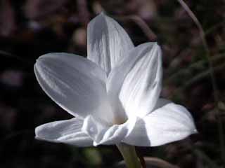 photo: Zephyranthes