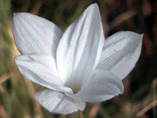 photo: Zephyranthes