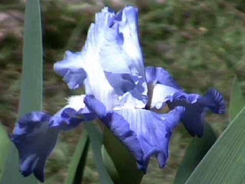 photo: Bearded Iris 'Altruist'