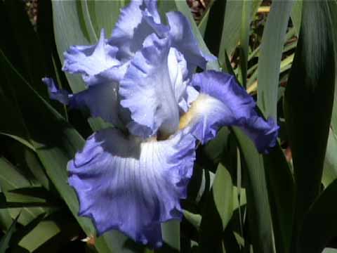 photo: Bearded Iris 'Altruist'