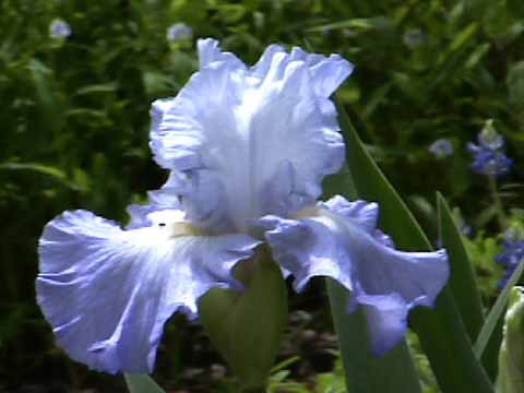 photo: Bearded Iris 'Altruist'