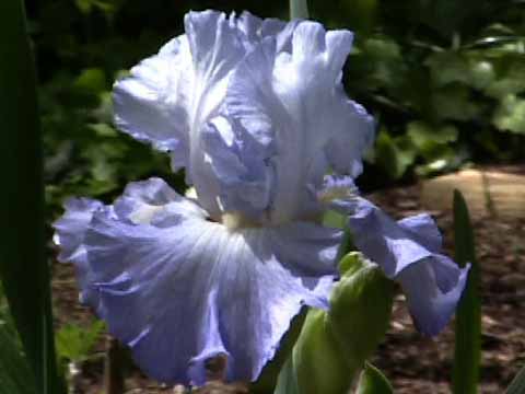 photo: Bearded Iris 'Altruist'