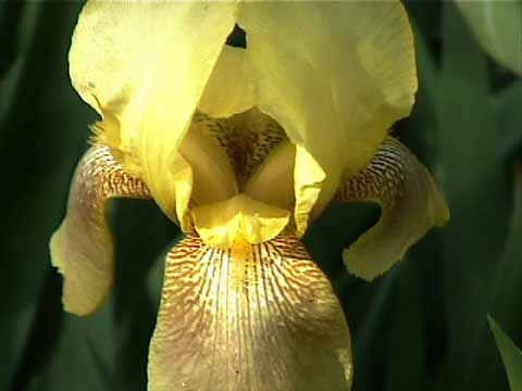 photo: Heirloom Yellow Iris