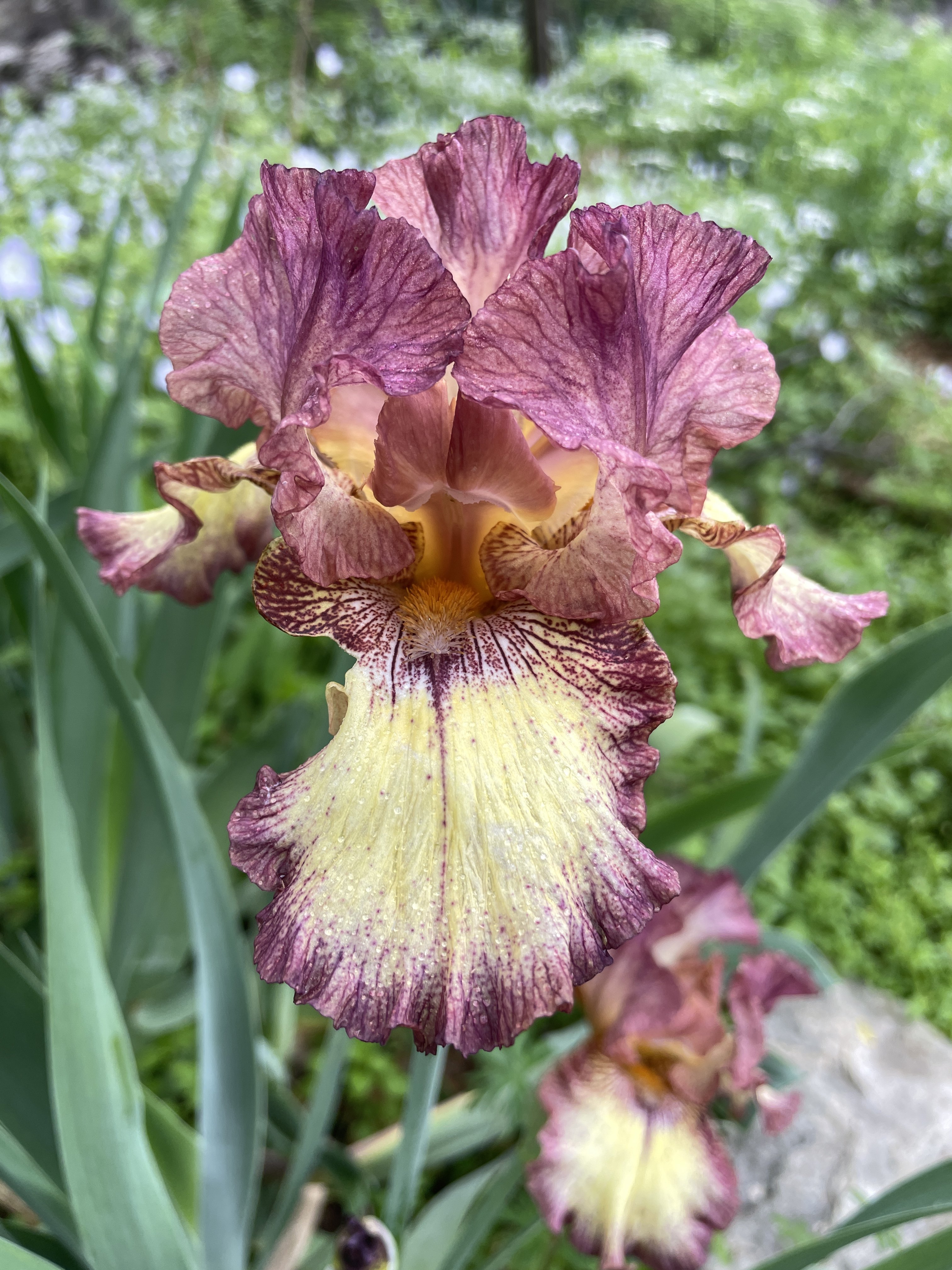 bearded iris 'Innocent Star'