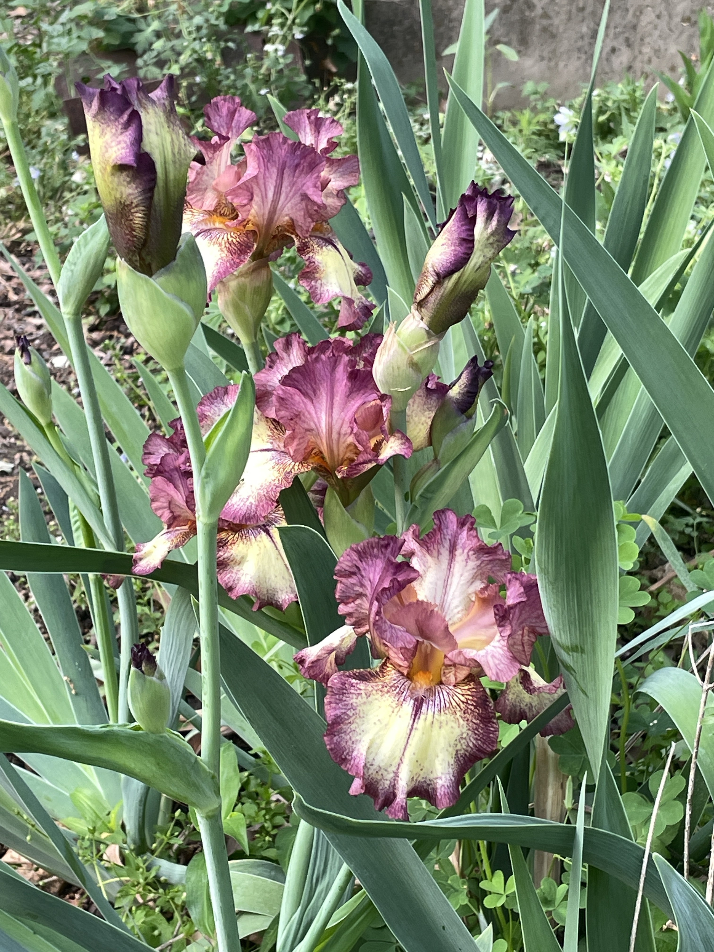 bearded iris 'Innocent Star'