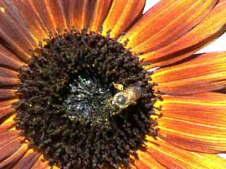 photo: Helianthus annuus Velvet Queen